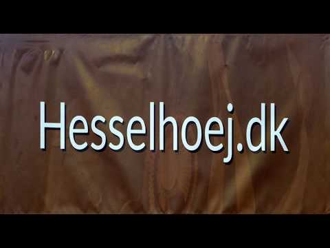 Blue Hors Farrell  Blue Hors Zack