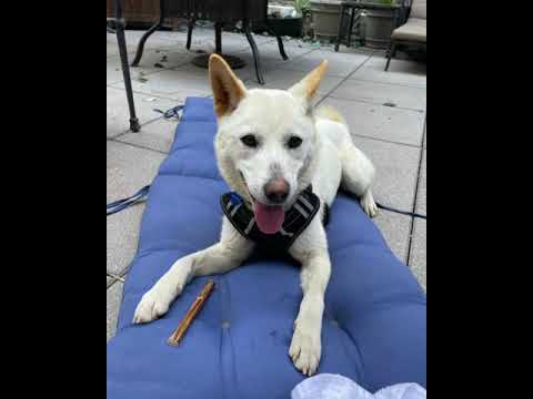 Vera, an adopted Jindo Mix in Long Island City, NY_image-1