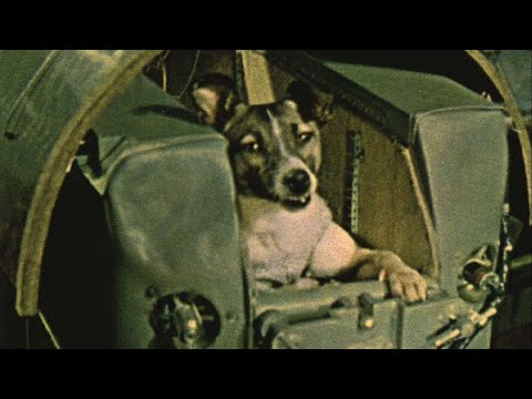 Laika the dog first entered orbit 60 years ago
