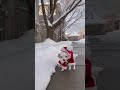 Okay but how cute is her Santa suit!! #dog #shorts #madithechihuahua  #cutechihuahua