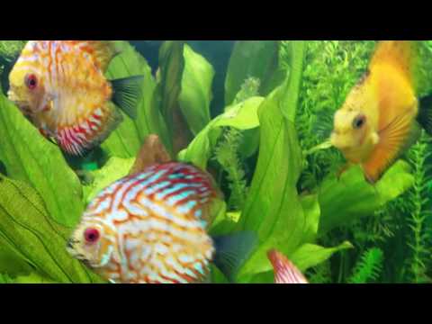 200 gallon discus planted aquarium under water