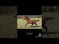 Jument de sport 5 ans par Cicero Z x Corland
