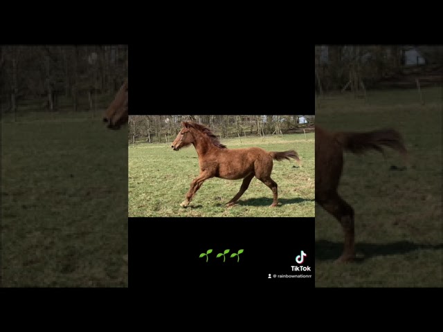 Jument de sport 5 ans par Cicero Z x Corland