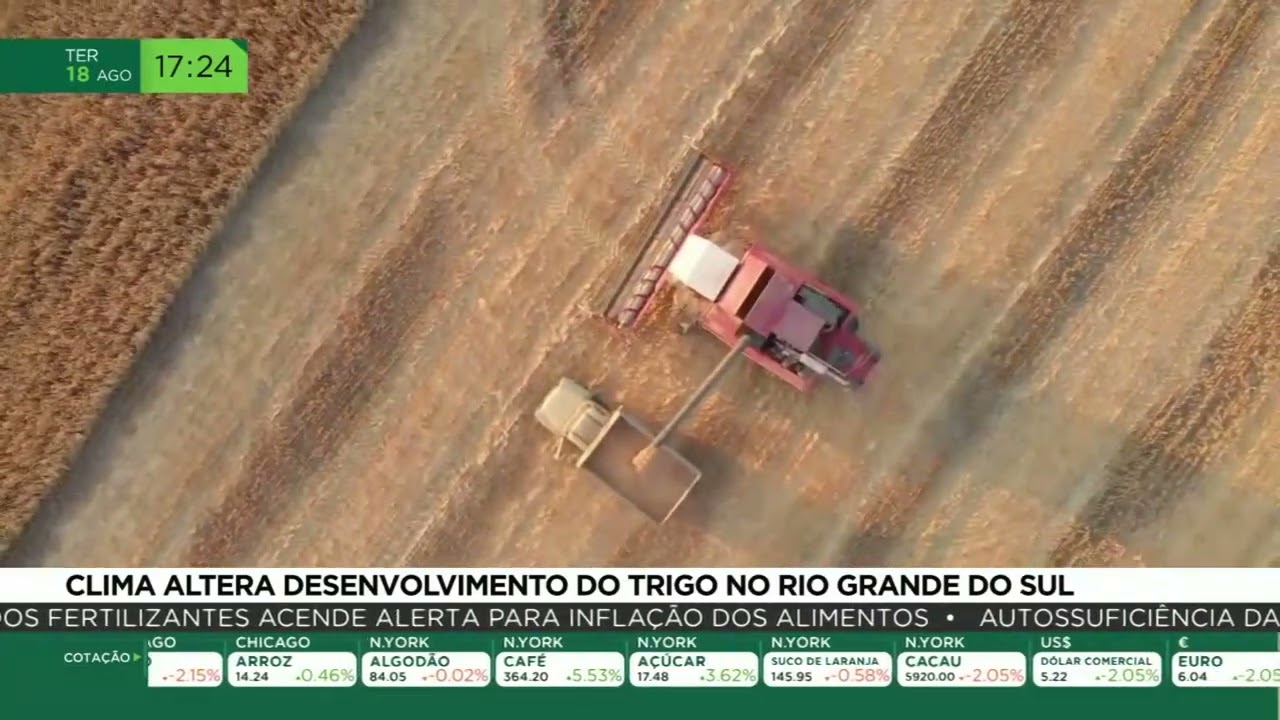 Clima altera desenvolvimento do trigo no Rio Grande do Sul