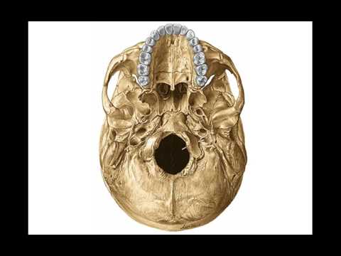 AGUJEROS DE BASE DE CRÁNEO