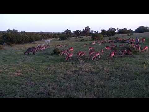 Djuma: Waterbuck bull and Impalas - 18:06 - 12/25/2022