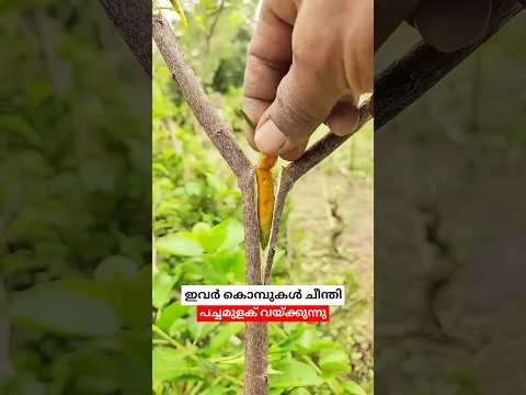 എന്തിനാണ് ചീന്തിയ കൊമ്പുകൾക്കിടയിൽ പച്ചമുളക് വയ്ക്കുന്നത് 😳 #shorts #malayalam #grafting #planting