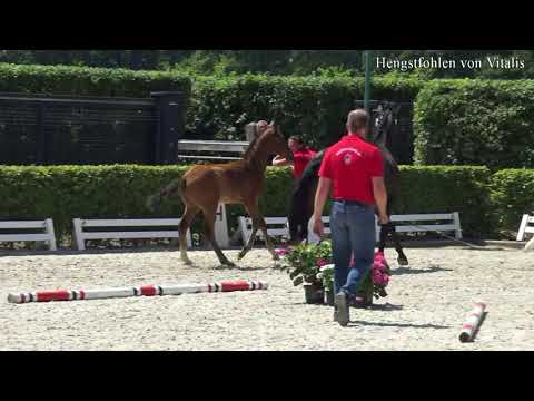 Gestüt Fohlenhof Haßloch - Hengstfohlen von Vitalis