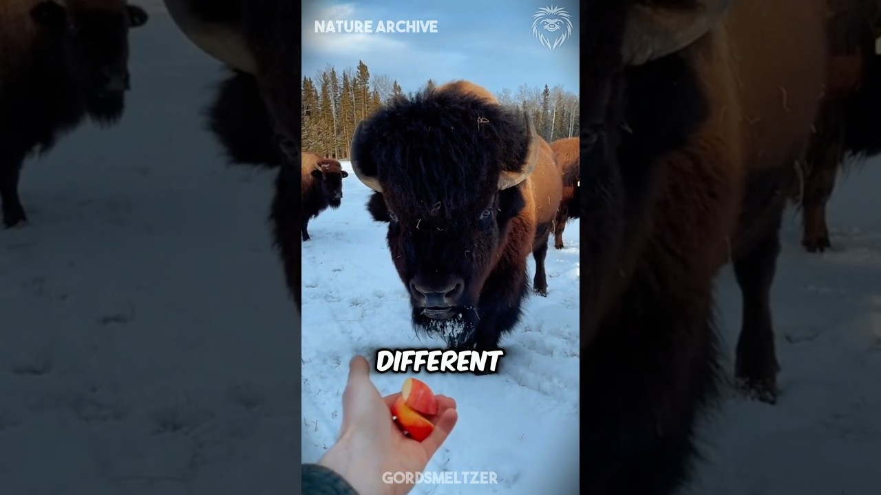 The shocking difference between Bison and Buffalo
