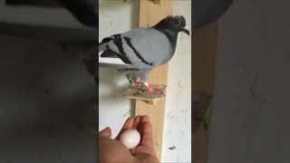 Download lagu cara merpati bertelur mp3