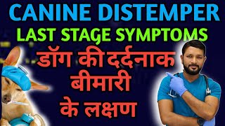Canine Distemper Last Stage Neurological Symptoms | Treatment | Signs  | Ke Lakshan ka Ilaj In Hindi