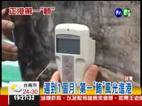 黑鮪魚遲到! "第一鮪"風光進港!