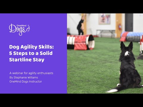 FREE Webinar: Dog Agility Skills - 5 steps to a solid startline stay
