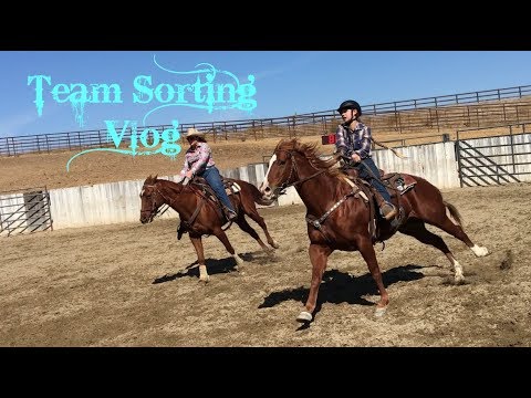 VPA Team Sorting Vlog (10th)!