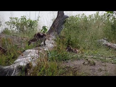 Djuma: Egyptian Goose family - 06:52 - 03/30/20