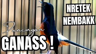 Download lagu MURAI BATU GACOR FULL ISIAN TEMBAKAN KASAR KRETEKAN GANAS AMPUH MELATIH MURAI BATU BONGKAR ISIAN mp3