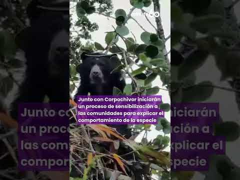 Llamado a los habitantes de Villapinzón para proteger a oso andino