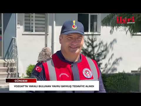 Yozgat'ta yaralı bulunan yavru baykuş tedaviye alındı | İleri Gazetesi