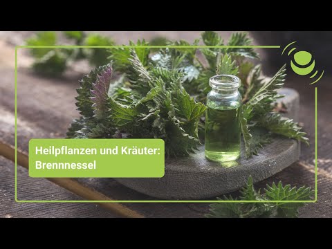 Brennnessel – Alles, was du über ihre Wirkung wissen solltest.