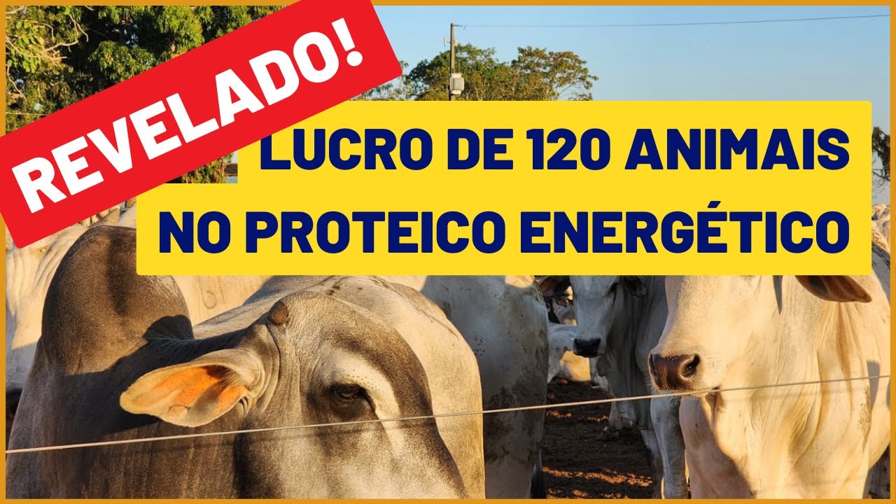 Olha o LUCRO REAL de 120 animais no PROTEICO ENERGÉTICO?