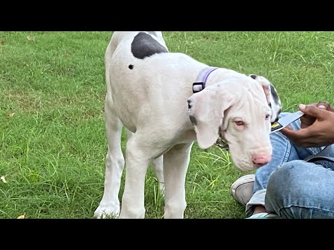 New dog , DEFENDER😍