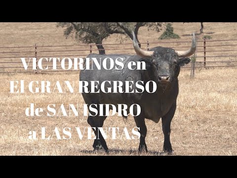 Algunos TOROS DE LIDIA que podrían ir a PLAZA DE LAS VENTAS DE MADRID Especial Día de LA PRENSA