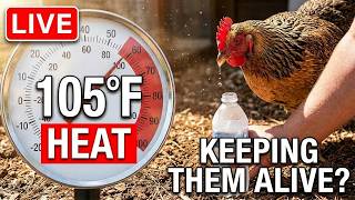 Live Chicken Talk - Keeping My Chickens Alive in Extreme Mississippi Heat