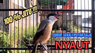 Download lagu cendet gacor EMOSI HANDAL buat PANCINGAN CENDET AGAR BUNYI bikin BURUNG PENTET GACOR RAJIN BUNYI mp3