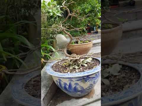 cách giúp cây mai ra hoa đúng dịp tết ở miền bắc