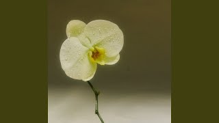 Can&#39;t Forget (Acoustic)