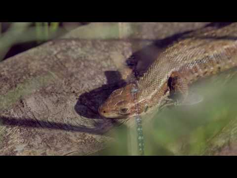 Otmoor - a lizard/birdy extravaganza