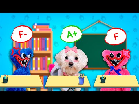 Huggy Wuggy Teases Dog Dasha at School in Real Life / Dog Videos