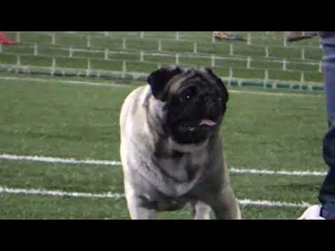 SEMENTERIO VS ARRIBEÑOS #Apertura2021 Fecha 12