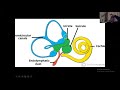 Anatomy Of The Vestibulo Cochlear Nerve