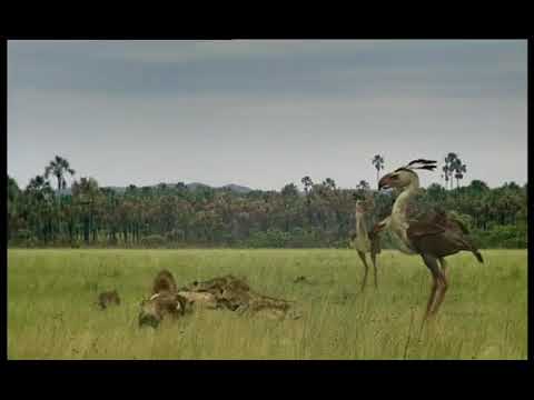 Walking with Beasts Se1 - Ep05 Sabre Tooth - Part 08