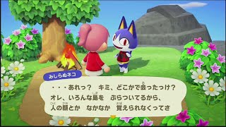 みしらぬネコ