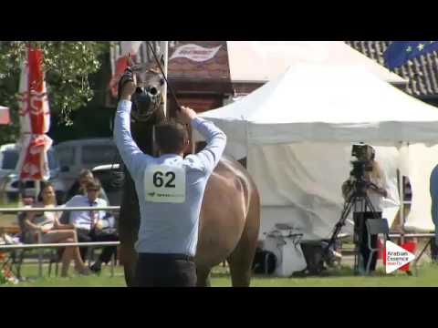 N.62 ACLASS KOSSACK - Ströhen 2016 C-Show - Geldings (Class 15)