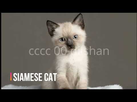 00 dilshan top 10 cats