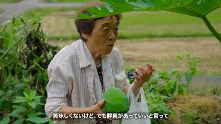 【畑】今年も立派なパパイヤができました！【フミちゃんねる】