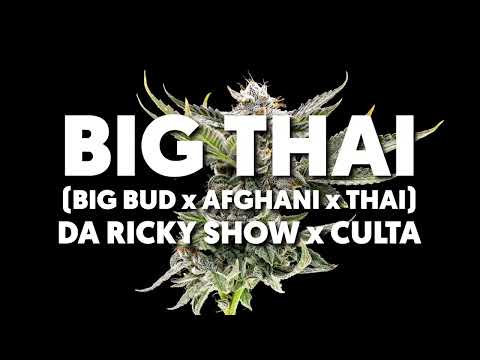 Big Thai (Big Bud x Afghani x Thai) Bred by Da Ricky ShowBred and Grown by CULTA