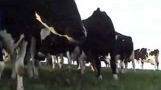 Cows at Grass with Snow Patrol