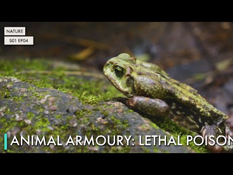 Animal Armoury: Lethal Poison