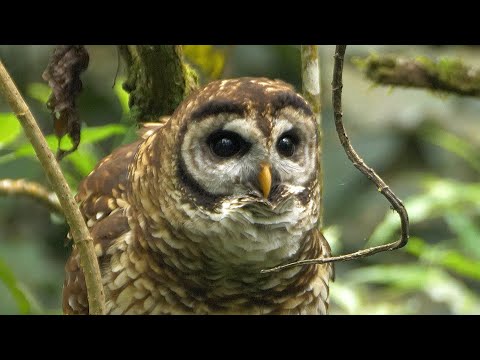 Sova fulvescentná — Fulvous Owl