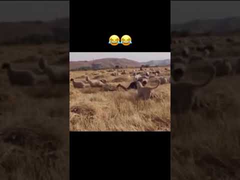 😂😂 #chingiz #prikol