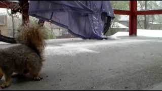 Storm Warning - Bonnie Raitt