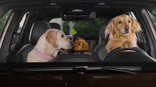Subaru Roundabout | Subaru Forester Hybrid Dog Tested