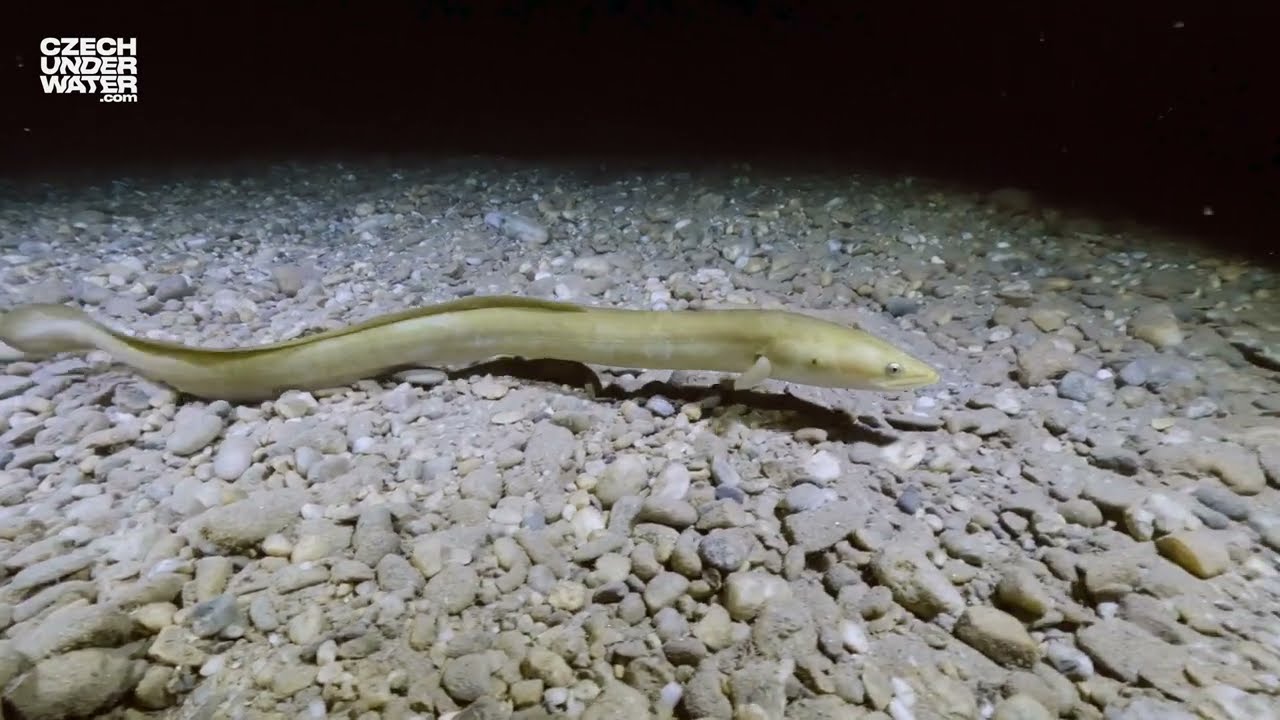 ON THE HUNT - European Eel