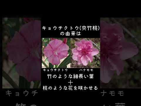 キョウチクトウは窒素、リン、カリウム、マグネシウム、硫黄、鉄を施肥する必要があります。