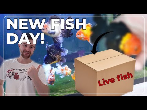 NEW fancy goldfish | Oranda MEGA tank | SUPRISE fish?