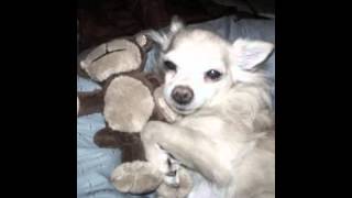 The player by Emma Forman